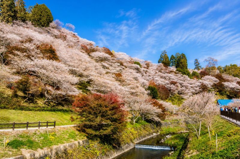 Nagoya Korankei & Shikizakura Autumn Maple Leaf Half-Day Tour - Should you book?