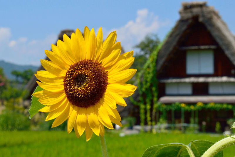Nagoya Shirakawa-go & Takayama Jinya Full-Day UNESCO Tour - Three towns, one long day from Nagoya