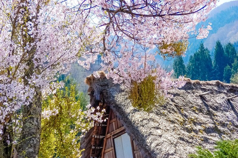 Nagoya Shirakawa-go & Takayama Jinya Full-Day UNESCO Tour - Takayama: two hours for lunch and old-town wandering