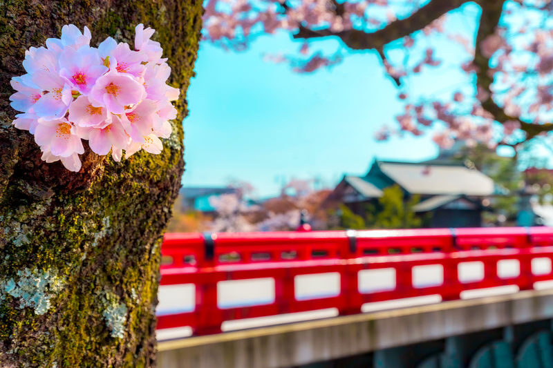 Nagoya Shirakawa-go & Takayama Jinya Full-Day UNESCO Tour - Shirakawa-go: the main event, with a firm time limit