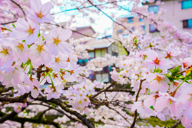 Nagoya Shirakawa-go & Takayama Jinya Full-Day UNESCO Tour - Is $48.65 good value?