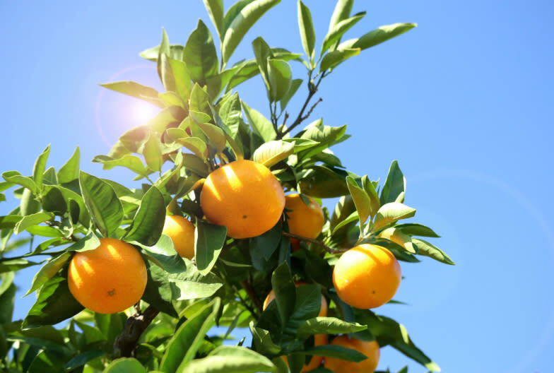 Nagoya Toyokawa Inari, Fruit Picking & Mitsui Outlet Park Day Tour - Mitsui Outlet Park adds shopping, but judge the stop by your habits
