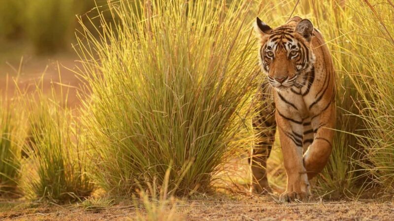 Nagpur: Pench Tiger Safari Tour with 1 Night Accommodation - Key Points