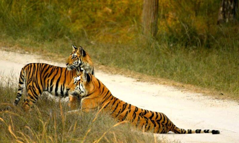 Nagpur: Pench Tiger Safari Tour with 1 Night Accommodation - Exploring the Tour in Detail