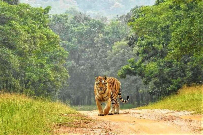 Nagpur: Pench Tiger Safari Tour with 1 Night Accommodation - Final Thoughts: Who Will Love This Tour?
