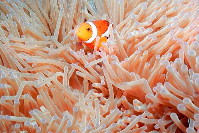 Naha: Full-Day Introductory diving & Snorkeling in the Kerama Islands, Okinawa - Final Thoughts