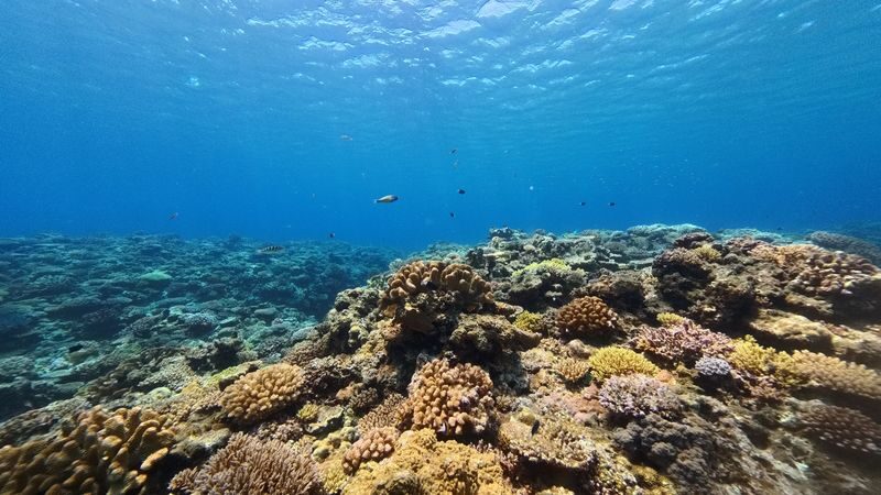 Naha Kerama Half Day Snorkeling (Pickup service included) - What to know before booking