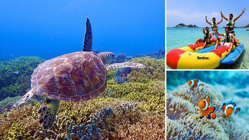 Naha Tokashiki Island Beach One-Day Experience - Tokashiki’s coral is the main event