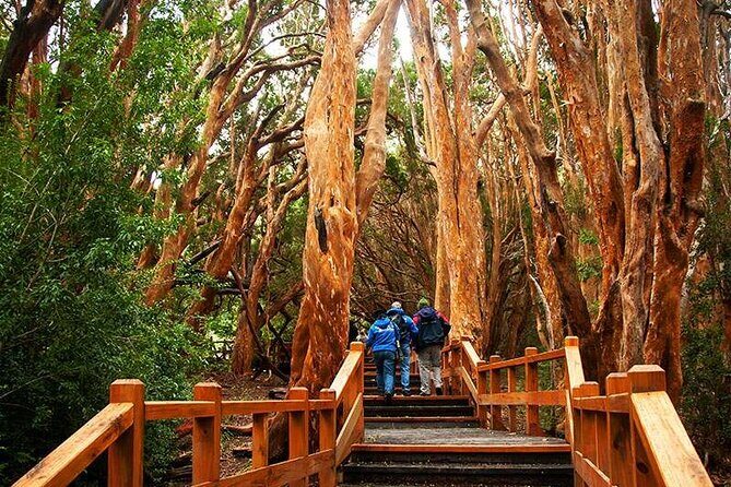 Nahuel Huapi Lake Cruise with Victoria Island and Arrayan Forest Walk - Key Points