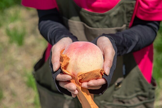 Nakatsu Orchard Fruit Tasting Tour - Key Points