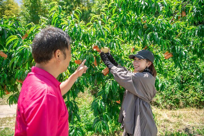 Nakatsu Orchard Fruit Tasting Tour - What’s Included and How It Works