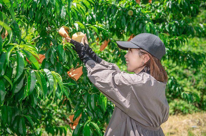 Nakatsu Orchard Fruit Tasting Tour - What the Experience Means for You