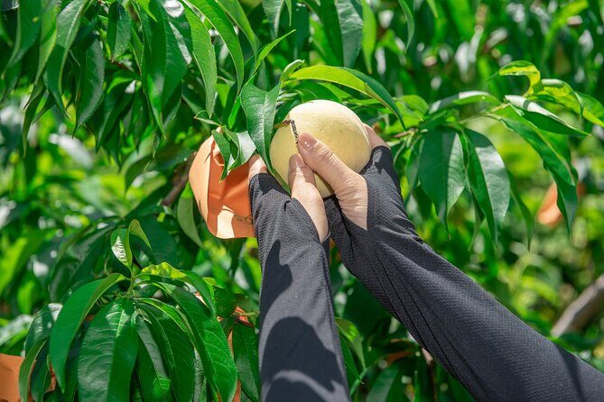 Nakatsu Orchard Fruit Tasting Tour - Who Will Enjoy This?