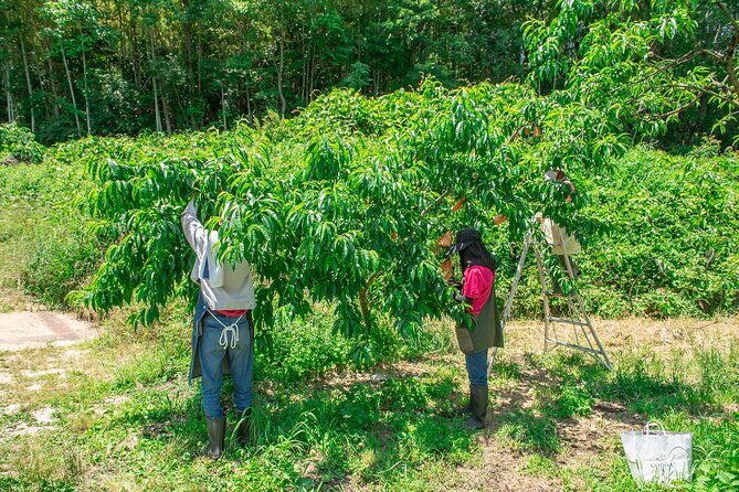Nakatsu Orchard Fruit Tasting Tour - FAQ