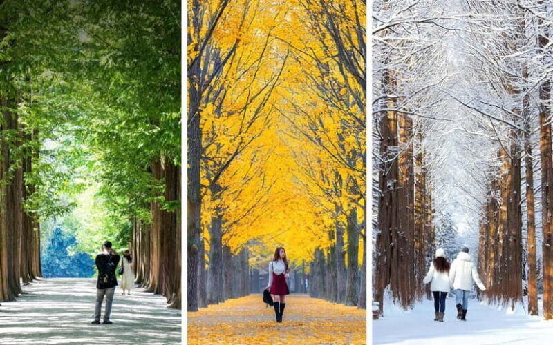 Nami Island, Apple Picking & Railbike Day Trip from Seoul - Authentic Reviews: What Travelers Say