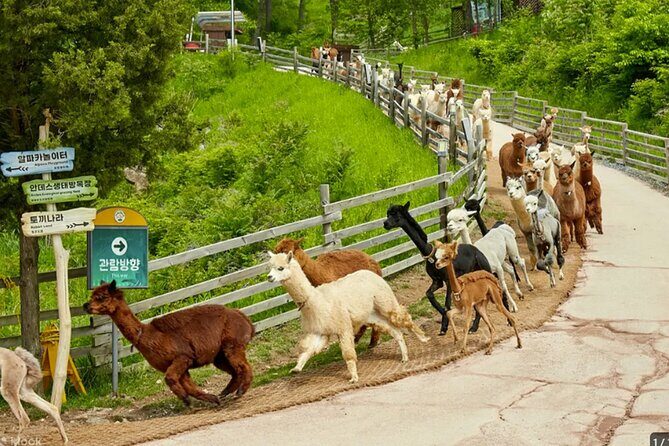 Nami Island from Seoul One Day Trip - Detailed Review of the Tour Experience