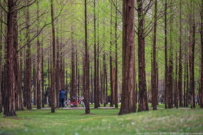 Nami Island, Garden of Morning Calm Tour with Rail Bike Option - Authentic Experiences and Reviews