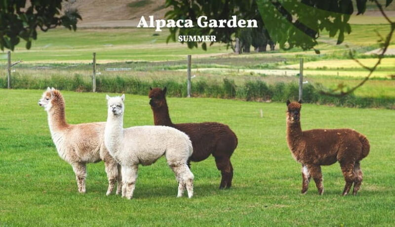 Nami Island, Railbike & Alpaca Garden Day Trip from Seoul - The Experience in Detail