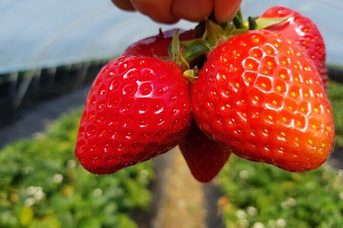 Nami Island & Strawberry Picking and Jam Making & Railbike - Who Is This Tour Best For?