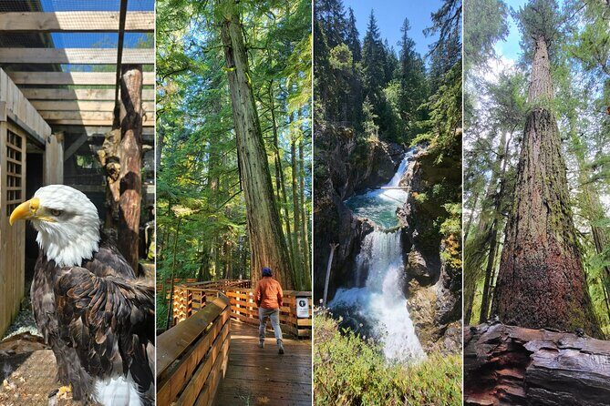 Nanaimo: Cathedral Grove, Waterfalls and Animal Sanctuary - Uncover the Natural Wonders of Vancouver Island: Cathedral Grove, Waterfalls, and Caves