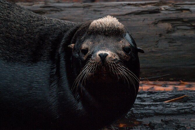Nanaimo Private Whale Watching - Key Points