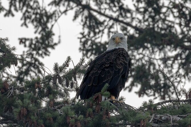 Nanaimo Private Whale Watching - Frequently Asked Questions