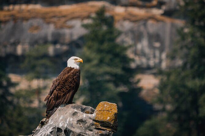 Nanaimo Whale Watching in a Semi-Covered Boat - The Sum Up