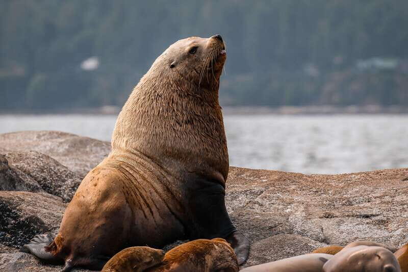 Nanaimo: Whale Watching Open Boat Tour - Final Thoughts