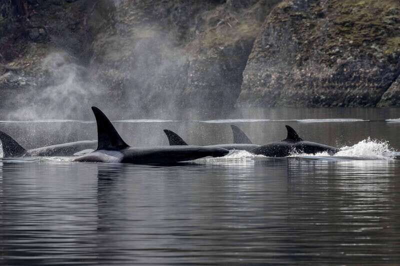Nanaimo: Whale Watching Semi-Covered Boat Tour - Key Points