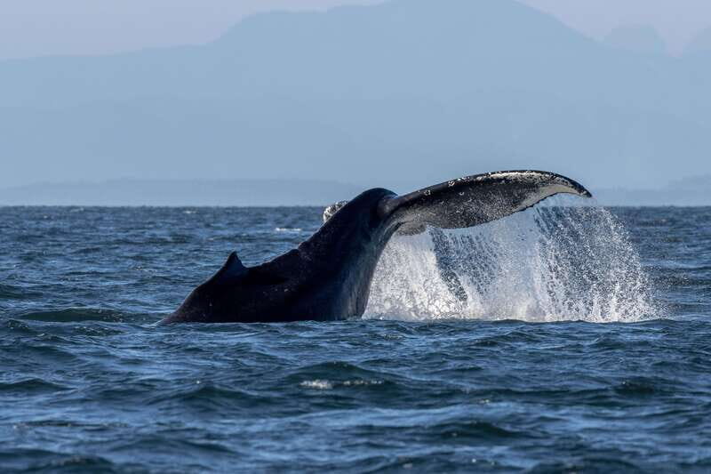 Nanaimo: Whale Watching Semi-Covered Boat Tour - A Deep Dive into the Nanaimo Whale Watching Experience