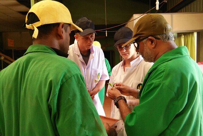 Nandana Tea Walking Tour in Sri Lanka - The Reviews Speak Volumes