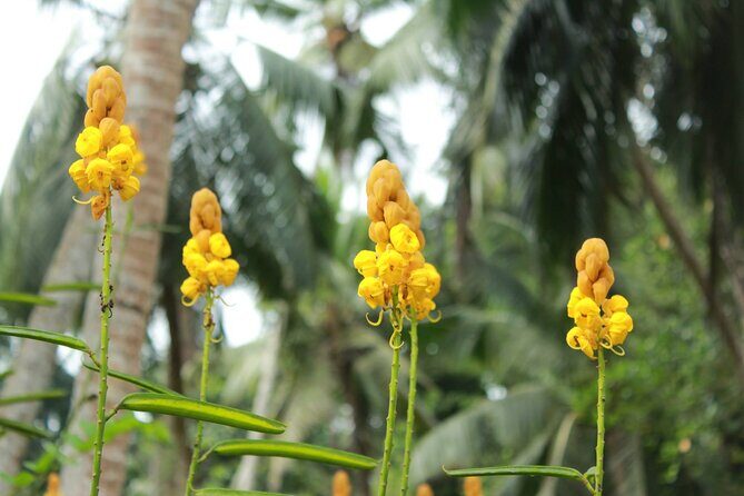Nandana Tea Walking Tour in Sri Lanka - Final Thoughts: Is This Tour Right for You?