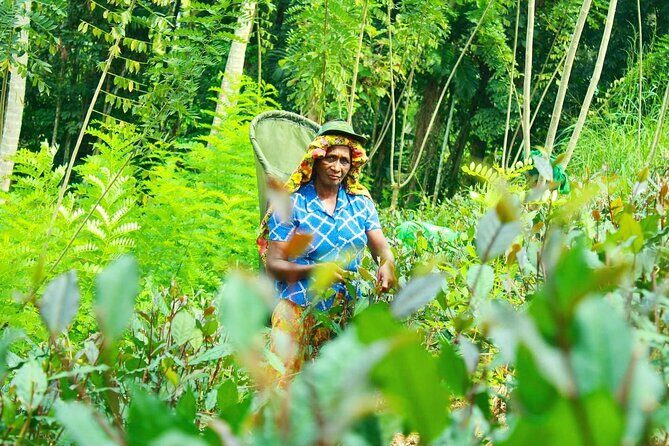 Nandana Tea Walking Tour in Sri Lanka - Frequently Asked Questions (FAQs)