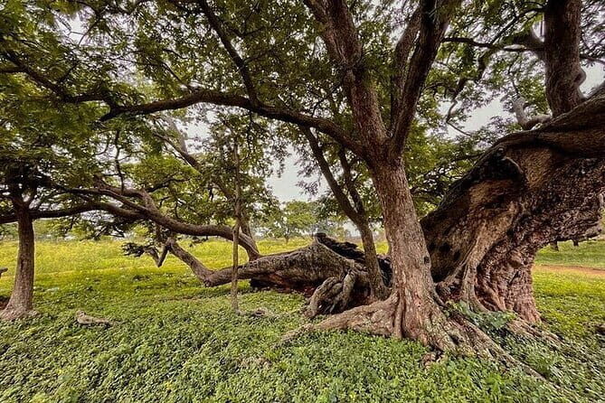 Nandi Trail Tour - Detailed Review of the Nandi Trail Tour