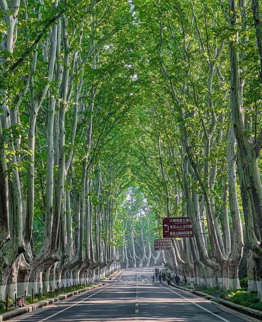 Nanjing: Green Boulevards, Bookstore Warmth & Scenic River - Practical Details & Tips