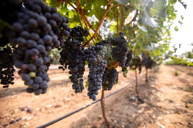 Napa and Sonoma Wine Country Full-Day Tour from San Francisco - Final Thoughts