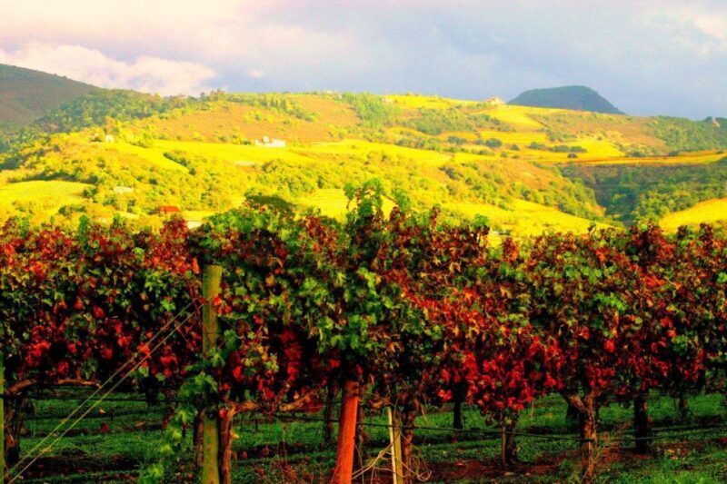 Napa & Sonoma Valley: Judgement of Paris Tour - Key Points