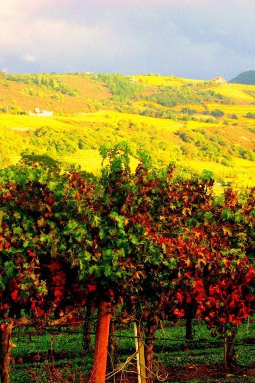 Napa & Sonoma Valley: Judgement of Paris Tour - Frequently Asked Questions