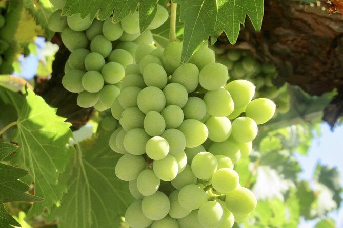 Napa & Sonoma Wine Tour Private Tours 8 to 10 Hours max 14 pax - An In-Depth Look at the Napa & Sonoma Private Tour