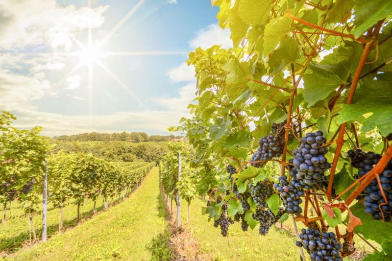 Napa Valley: Guided Wine Tour with Picnic Lunch - How the Itinerary Breaks Down