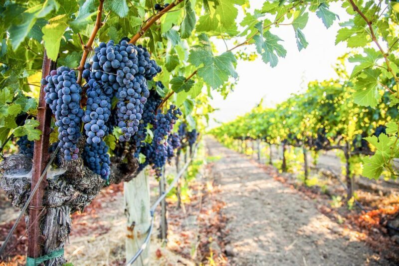 Napa Valley: Guided Wine Tour with Picnic Lunch - Final Thoughts: Who Will Love This Tour?