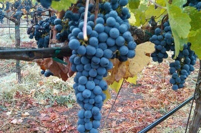 Napa Valley Wine Tour with Premium Transportation - Final Thoughts