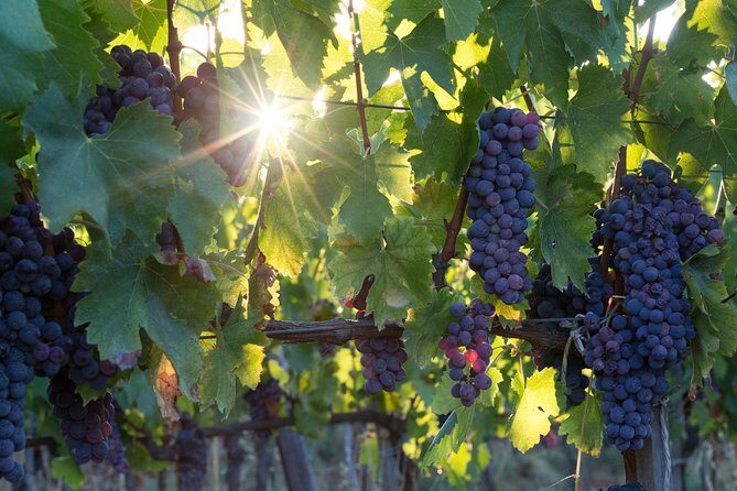 Napa Wine Tour - Bespoke Private Experience in a Land Rover - The Sum Up