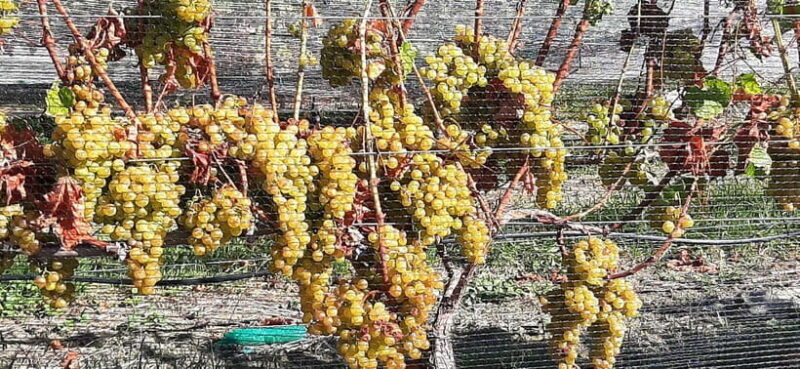 Napier: Afternoon Winery & Gin Tasting Tour Thu Fri Sat - Final Thoughts