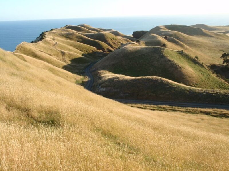 Napier: Cape Kidnappers Gannet, Nature & Sightseeing Tour - Napier: Cape Kidnappers Gannet, Nature & Sightseeing Tour - A Detailed Review