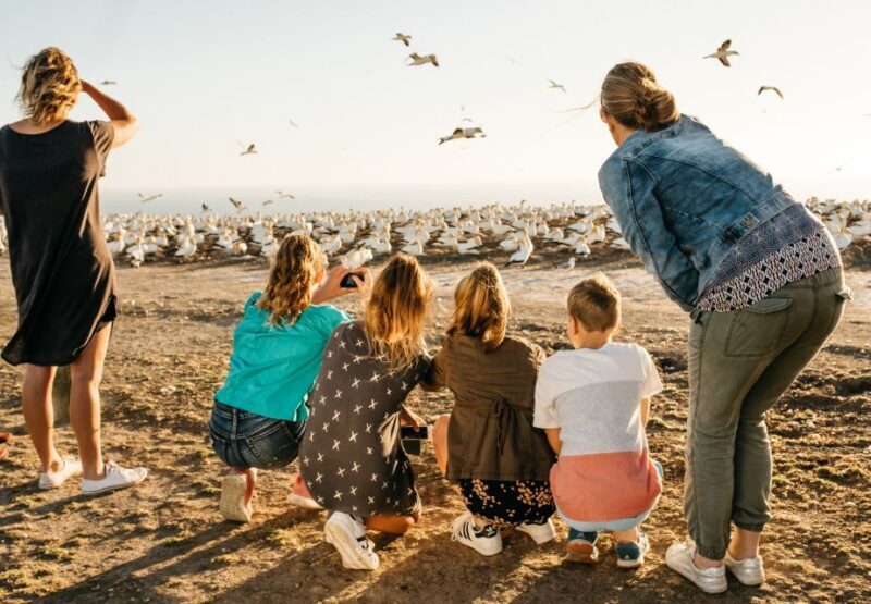 Napier: Cape Kidnappers Gannet, Nature & Sightseeing Tour - The Sum Up