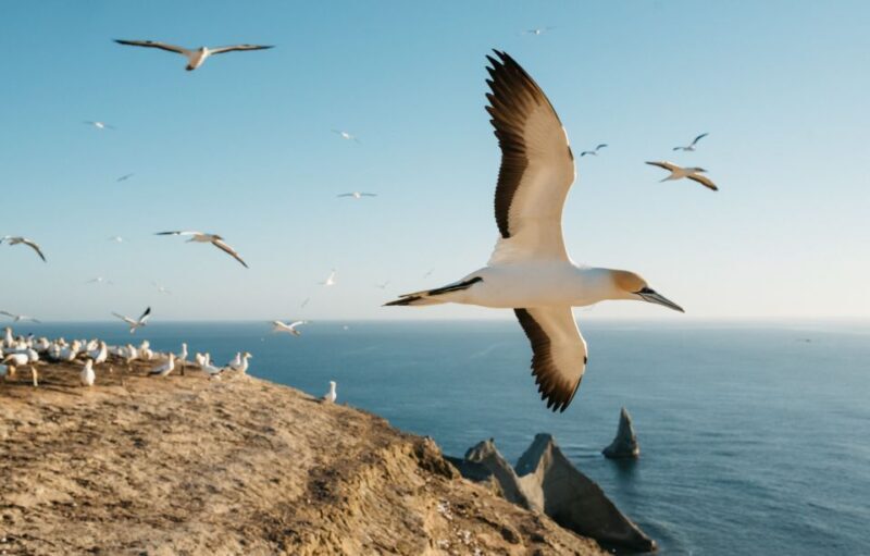 Napier: Cape Kidnappers Gannet, Nature & Sightseeing Tour - FAQs