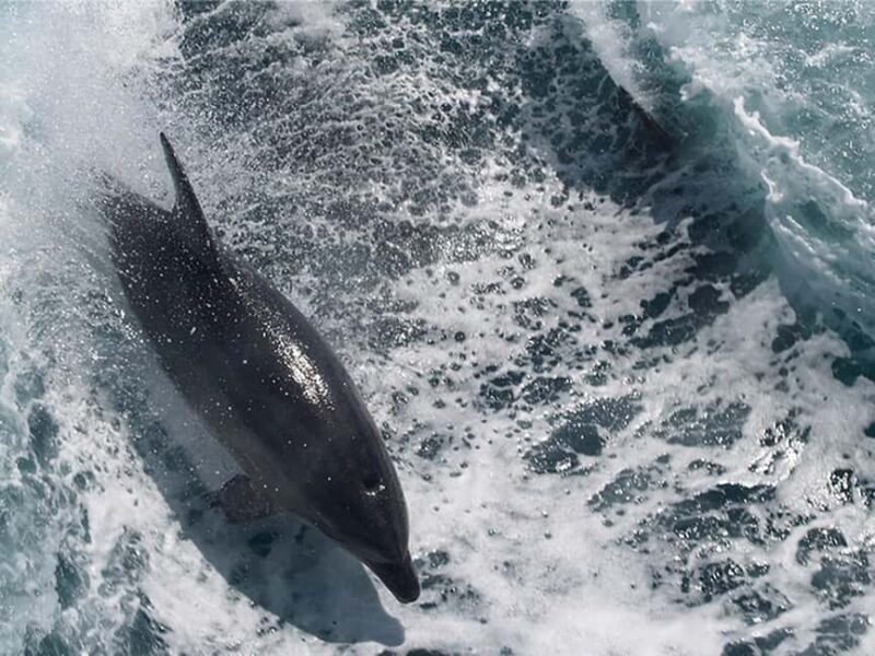 Naples: Catamaran Cruises with Wildlife Views - The Cruise Experience: What to Expect