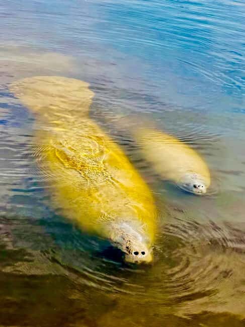 Naples, FL: Manatee, Dolphin, 10,000 Islands Beach Eco Tour - Key Points