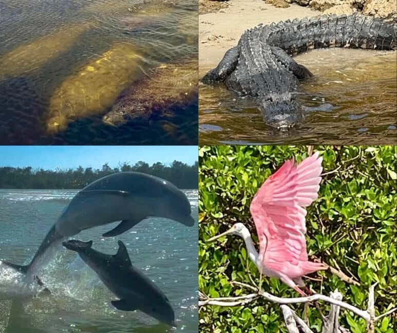 Naples, FL: Manatee, Dolphin, 10,000 Islands Beach Eco Tour - Exploring the Experience in Detail